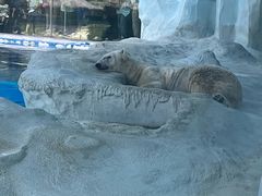 -珠海长隆海洋王国