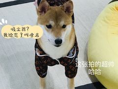 -逗柴咖啡屋·狗咖猫咖宠物桌游