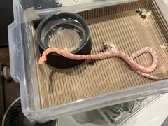 -酷以爬仙阁实体爬宠店·守宫·蜥蜴·专业繁育