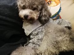 -more than meow吴止猫主题餐厅(承德 中船汇店)