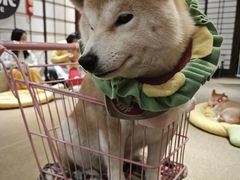 -逗柴咖啡屋·狗咖猫咖宠物桌游