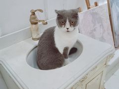 -共舞时光猫咖·狗咖(新街口店)