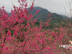 -福清灵石山国家森林公园
