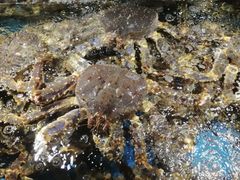 -徐记海鲜(开福寺|伍家岭店)