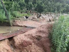 -军山湖云水间生态农业旅游景区