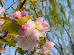 -海棠花溪(元大都城垣遗址公园)