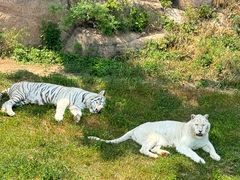 -西霞口神雕山野生动物世界
