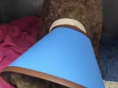 -特一安24小时宠物医院·骨科·中兽医