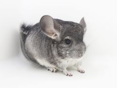 -龙猫仔乐园(惠福东路店)