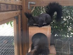 -万源龙顺度假庄园生态观光园