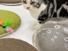 -COLOR PETS 撸猫馆·购猫·猫咖(长风大悦城店)
