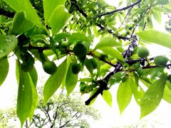 -樱桃山旅游景区