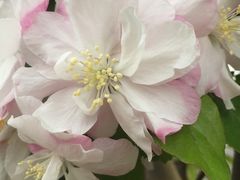 -武清南湖绿博园