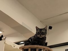 -有喵·猫咖·狗咖·30几只猫10只小狗(岗厦店)