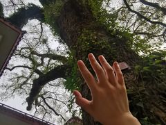 -普陀山雷迪森庄园