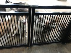 -TrueLove @ Neverland (Husky Cafe)