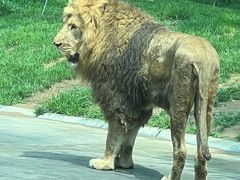 -北京野生动物园