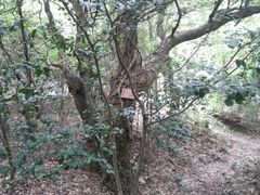 -普陀山慧济禅寺