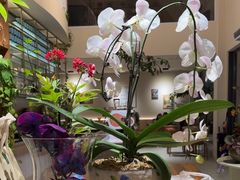 -花神·轻食简餐·咖啡馆·花卉绿植(荷兰花卉小镇店)