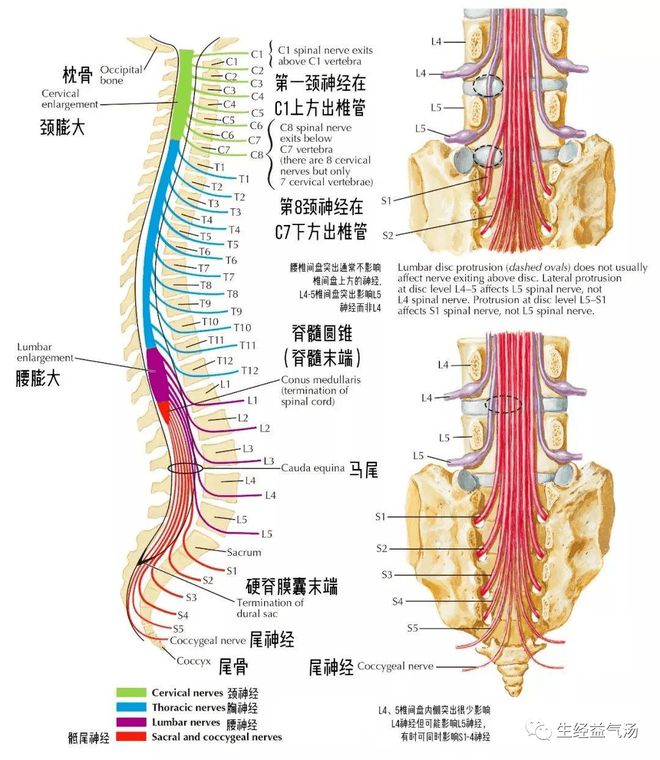 马尾神经是指脊髓从胸12腰1附近节段终止