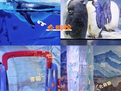-海合安成都极地海洋公园