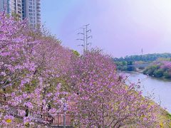 -广东花都湖国家湿地公园