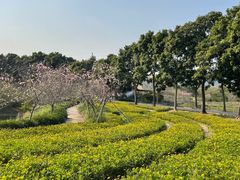 -天适樱花悠乐园