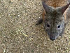 -费瑟代尔野生动物园