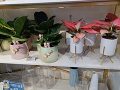 -花未央花店·WEYOUNG