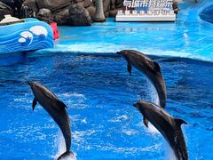-海合安成都极地海洋公园