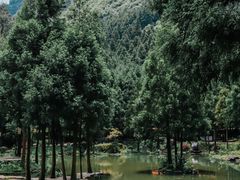 -重庆睡佛山森林公园