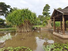 -中国科学院西双版纳热带植物园