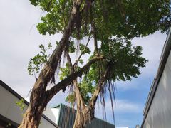 -麦当劳(电白服务区店)