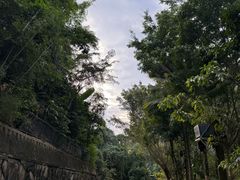 -西双版纳原始森林公园