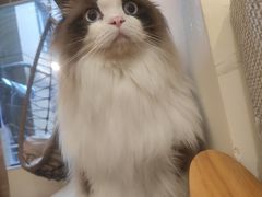 -滚猫咖啡·猫咖·猫友好撸猫(未来城店)