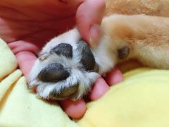 -逗柴咖啡屋·狗咖猫咖宠物桌游