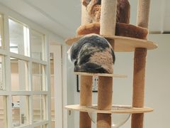 -楼上猫咖(罗湖店)