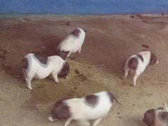 -无锡动物园·太湖欢乐园