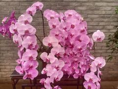 -石家庄市植物园
