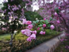 -莫愁湖公园