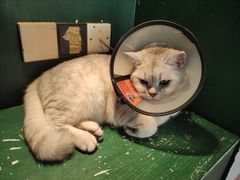 -猫儿山۰猫主题餐厅