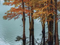 -白鹭湾湿地公园