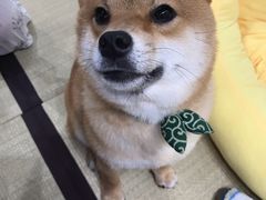 -逗柴咖啡屋·狗咖猫咖宠物桌游