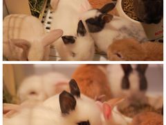 -猫猫幼稚园·撸猫·桌游·电玩