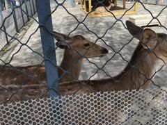 -长白岛森林公园