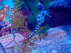 -上海海洋水族馆