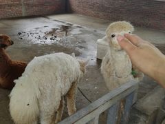 -迪茵湖田家舍生态农场