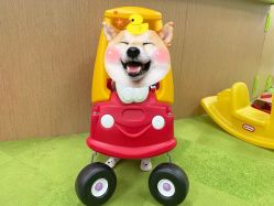 -莫莉幻想儿童乐园(武汉经开永旺店)