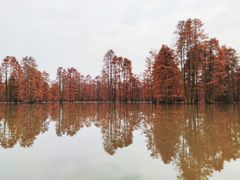 -池杉湖湿地公园