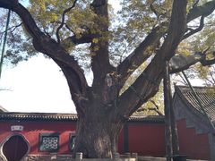 -晋祠公园